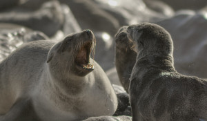 Fighting seals