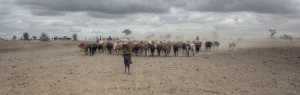 Masai herd