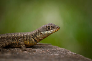Amazon lava lizard