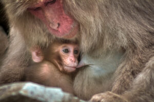 Macaque breastfeeding