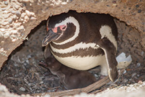 Newborn penguin