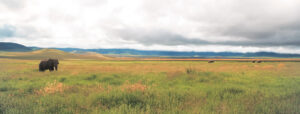 Ngorongoro elephants