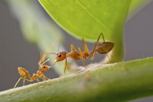 Working ants