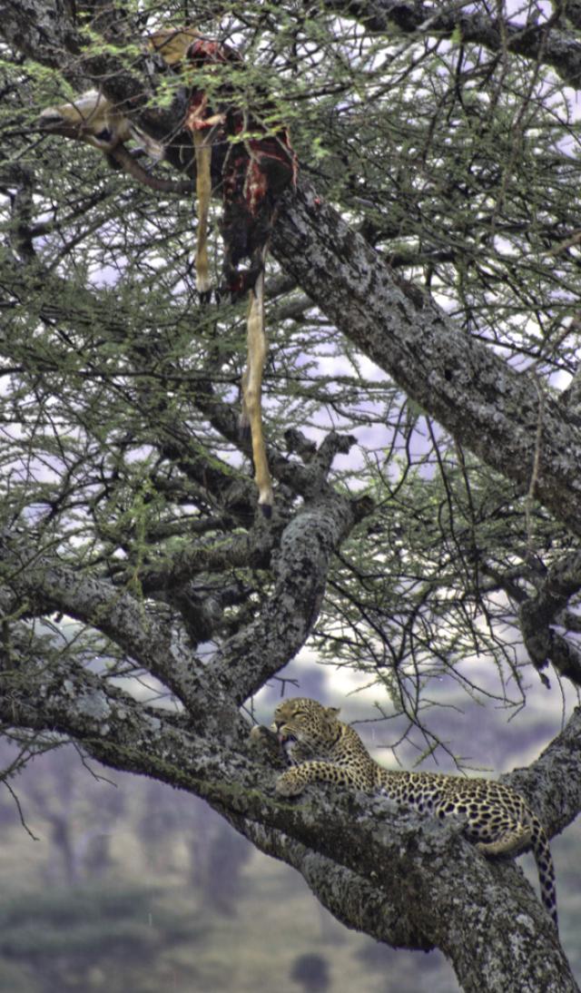 Leopard's Tree