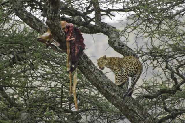A Leopard's Kill