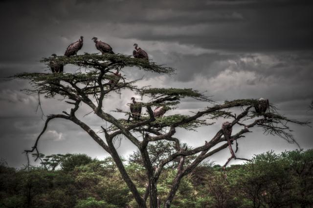 Vulture tree