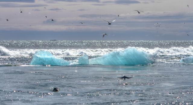 Seal Terns Ice Sea